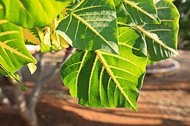 《噬血代码》发售3周年 官方发布庆祝贺图